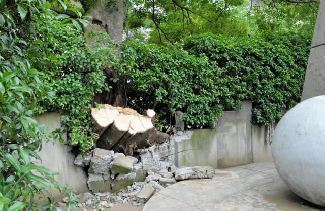 【広島】高さ15メートルのエノキが倒れる　原爆の慰霊碑の壁を損壊